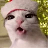cat DISCORD
