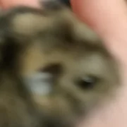 kapr11z