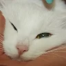 Мой Кот